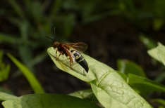 Killer Bees, Wasps, and Spiders Interactive Online Training